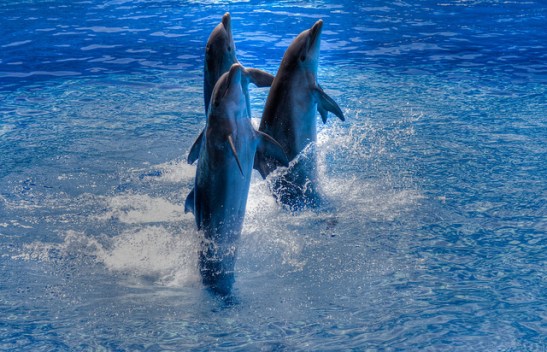 delfines
